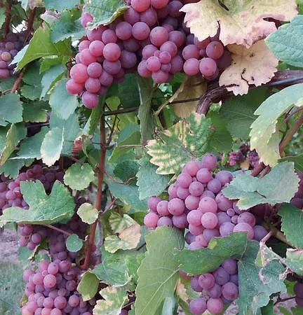 Daire Au Coeur D'alsace *