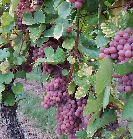 Au Coeur D'alsace Daire *