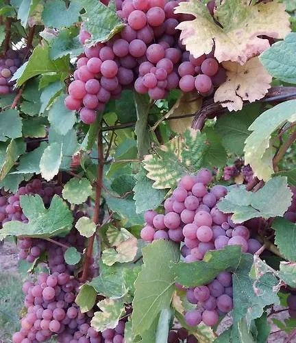 Διαμέρισμα Au Coeur D'alsace *