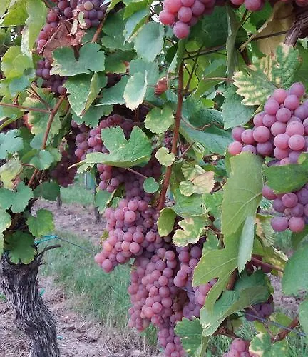 Au Coeur D'alsace Apartamento *